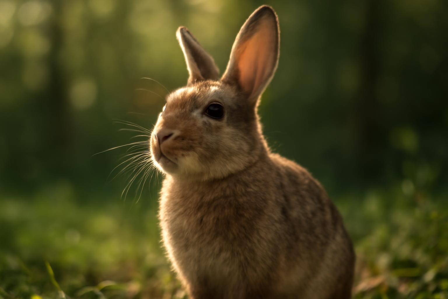 Egy kis nyuszi ül a zöld fűben, kíváncsian néz a távolba.