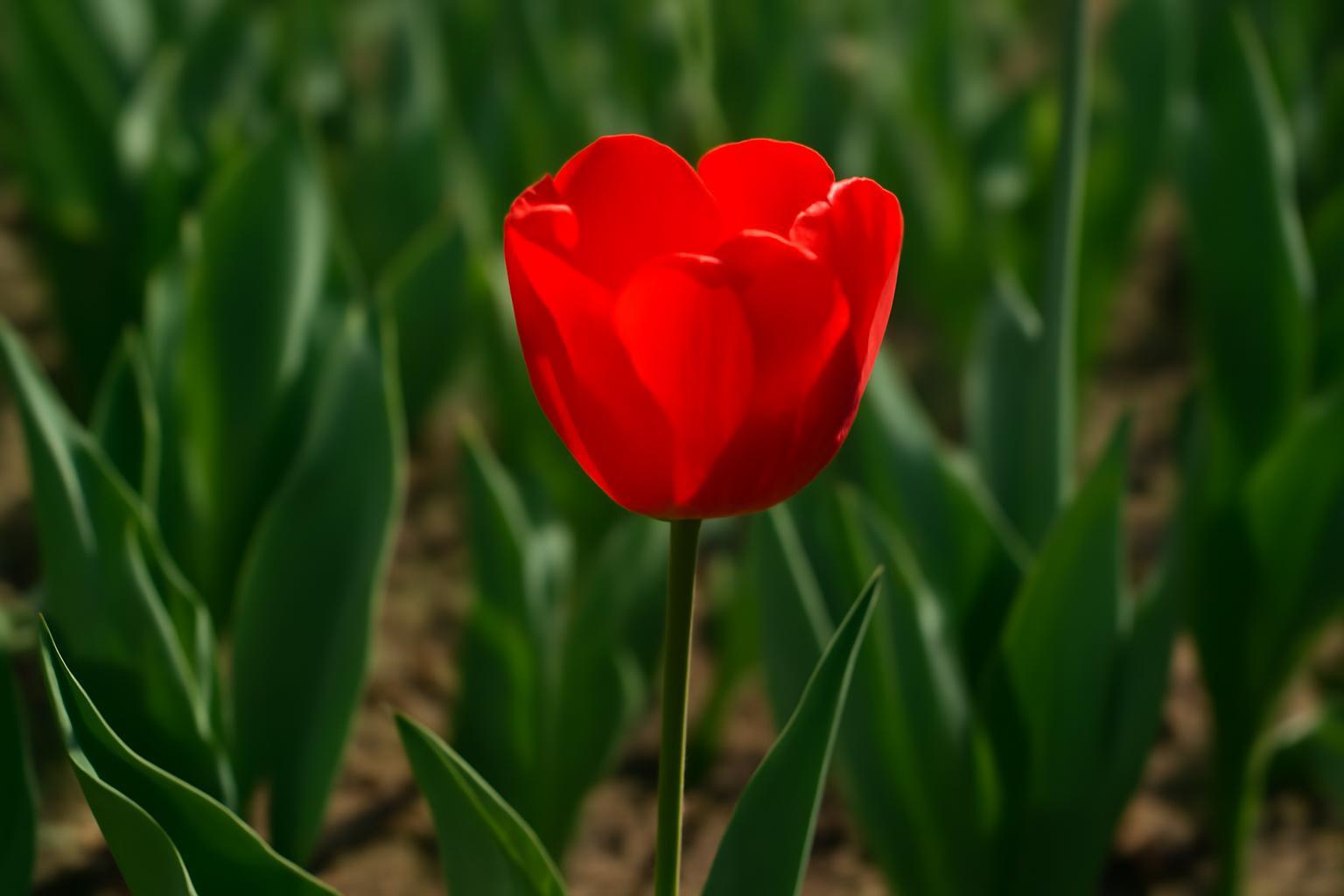 A tulipán, aki túl piros volt