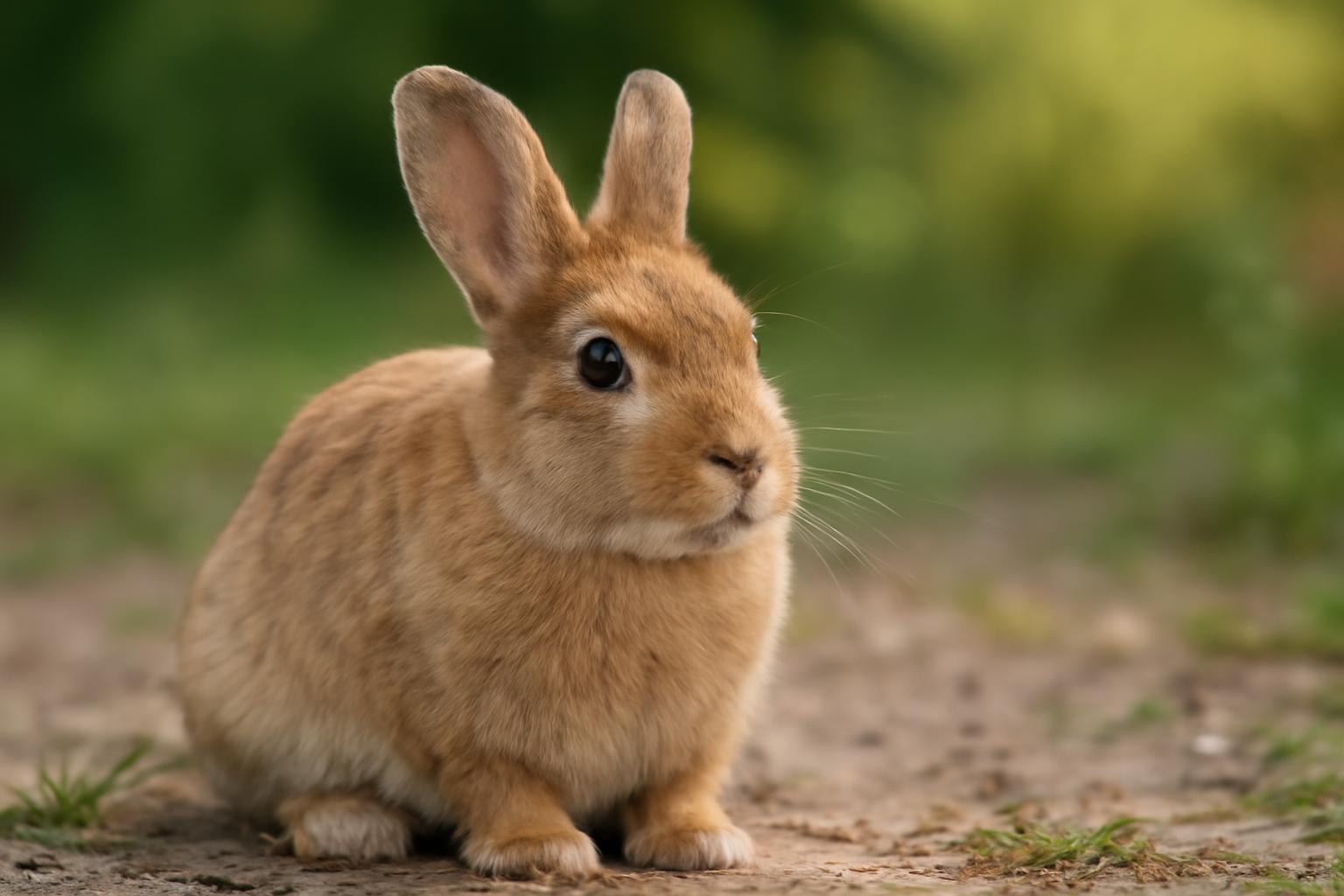 A nyuszi, aki nem szeretett ugrálni