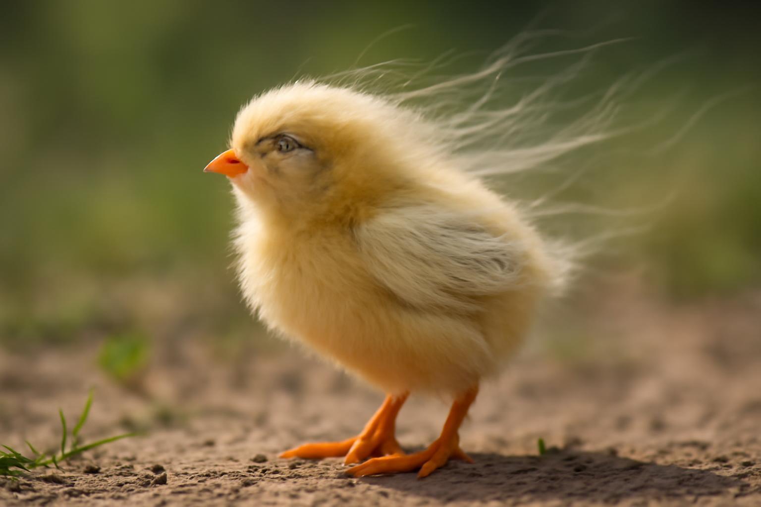 A széllel versenyző kiscsibe