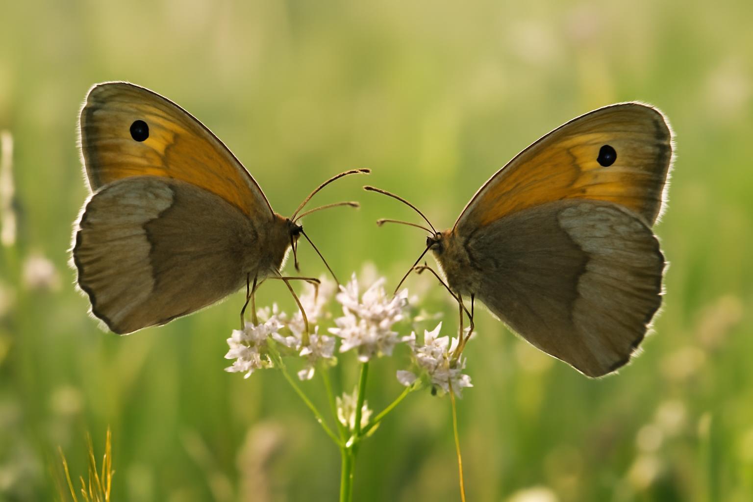 A rét titkos beszélgetése