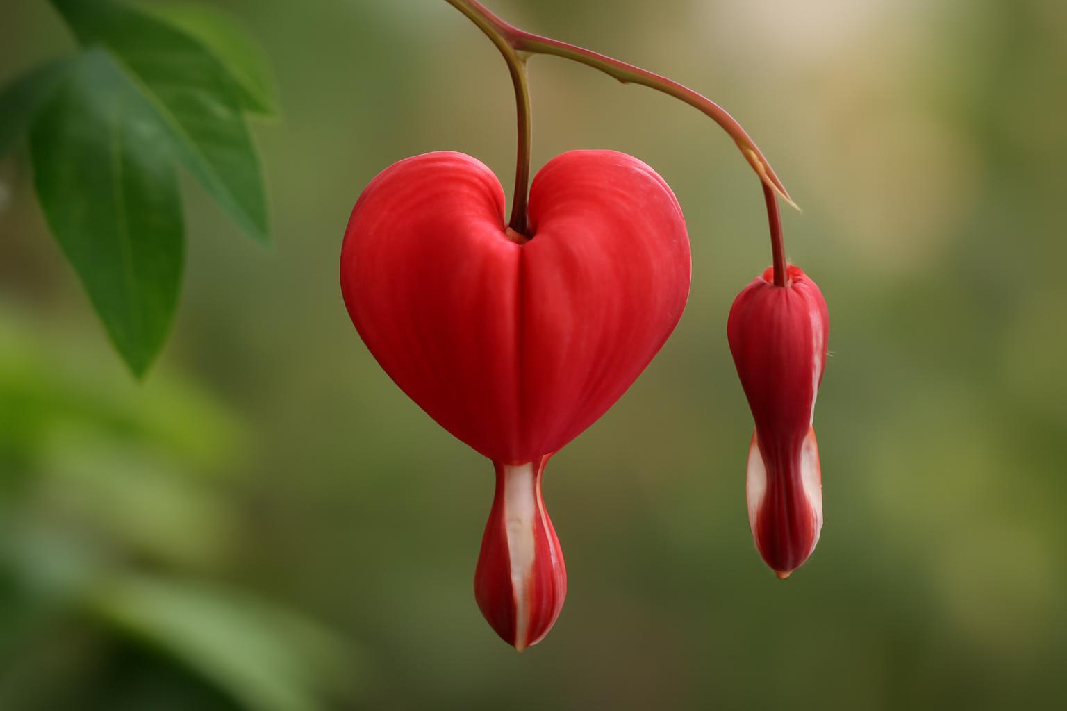 Két szív alakú piros virág lóg egy zöld háttér előtt, az anyák napjára utalva.