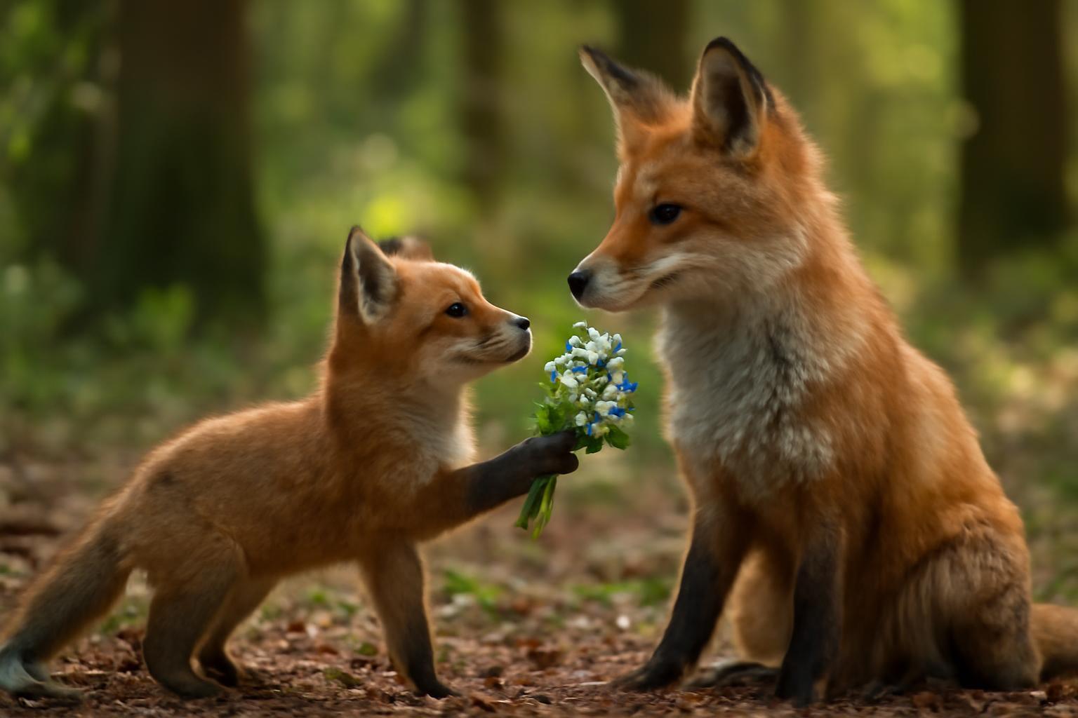 Egy kis róka virágcsokrot ad át az anyjának az erdőben.